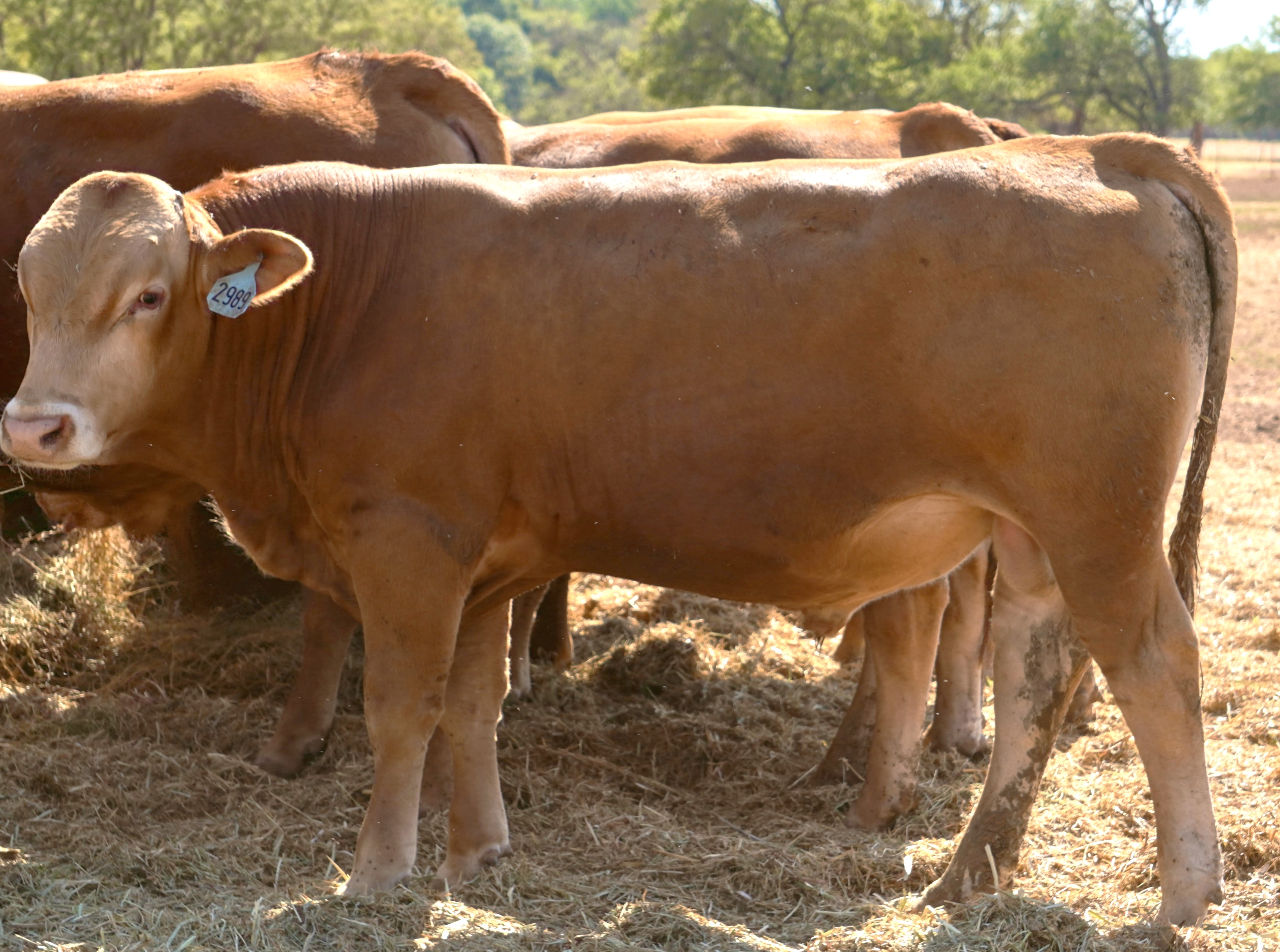 ABNR 2989L ET FULL BLOOD RED WAGYU BULL